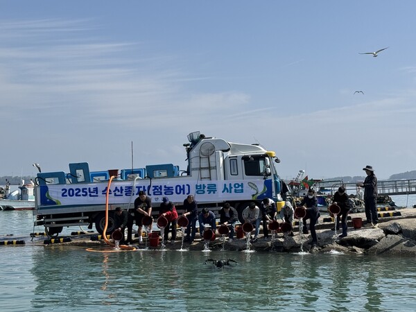 현경면 홀통항에서 점농어 방류 사업을 진행하고 있는 모습 / 사진 = 무안군
