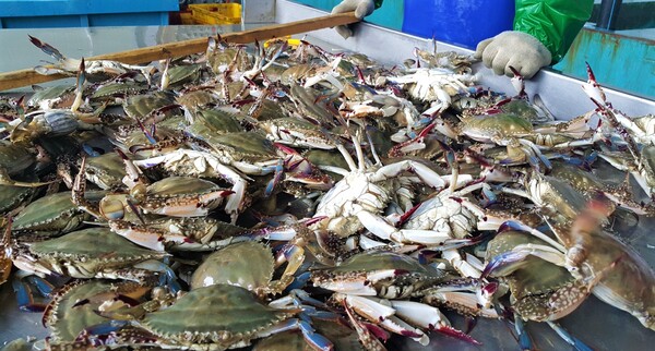 진도 바다는 지금 ‘물반, 꽃게반’ / 사진 = 진도군