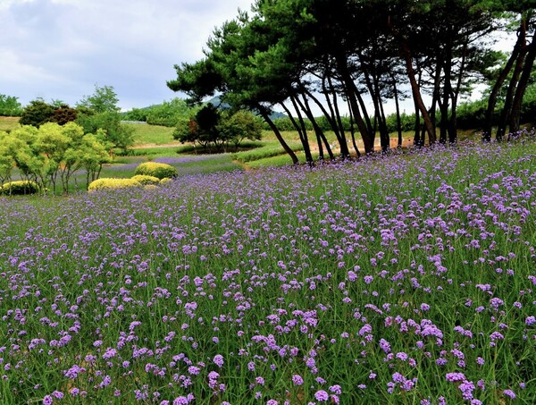 지난해 동화나라 버베나축제 현황 / 사진 = 장성군
