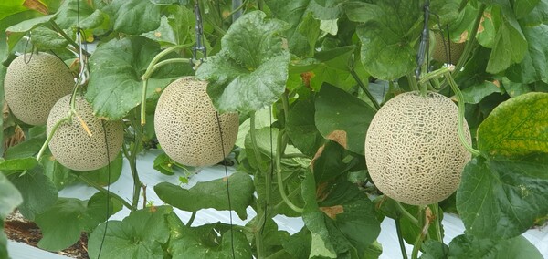 진안군 성수면 고품질 마이멜론 재배 본격화(마이멜론 사진) / 사진=진안군