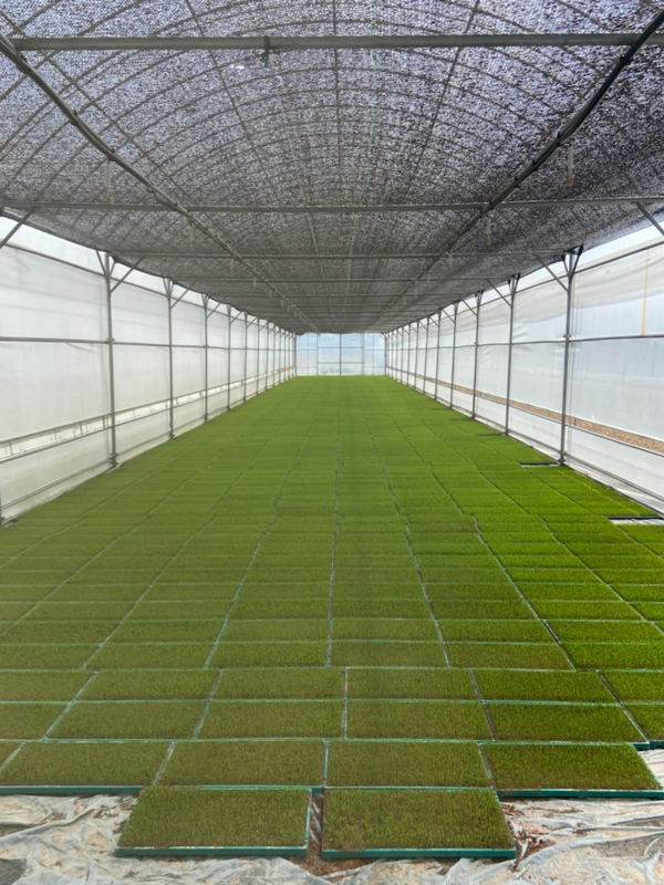 백운농협 공동육모장 육묘 / 사진 = 진안군