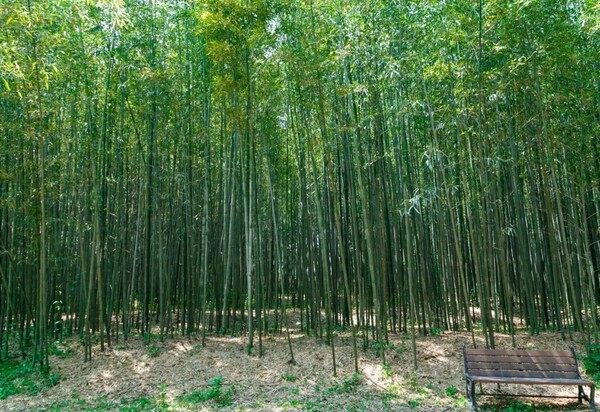 구룡마을 대나무 숲 / 사진 = 익산시