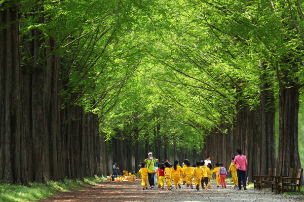 입선김효숙-봄 소풍(담양 메타세콰이어길) / 사진 = 전라남도