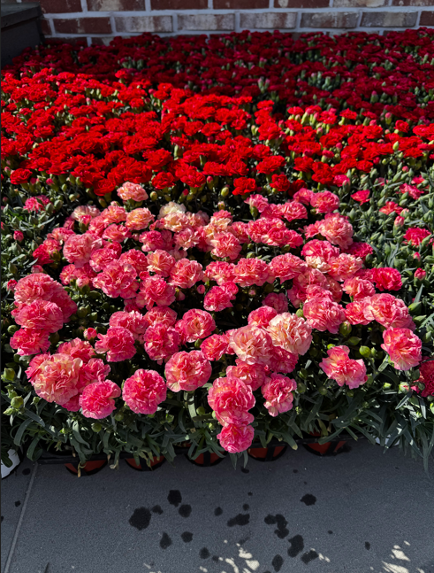 구이노인복지센터 카테이션 전달 / 사진 = 완주군