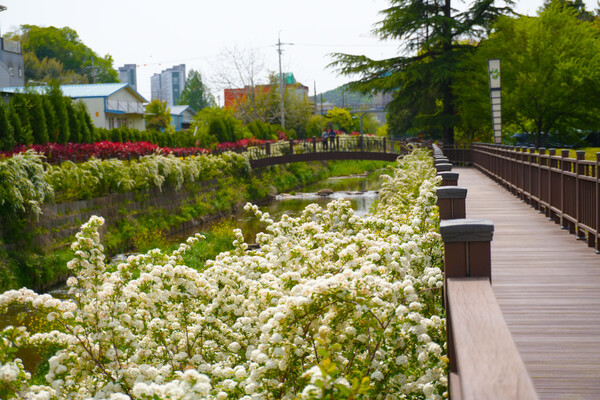 보성군 동윤천을 따라 조성된 산책로를 따라 공조팝나무가 흐드러지게 피어있다 / 사진 = 진도군