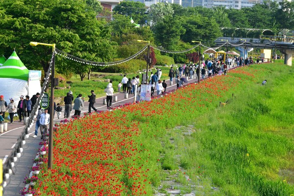 장성 황룡강 꽃길. 꽃양귀비가 꽃망울을 틔우기 시작했다 / 사진 = 장성군