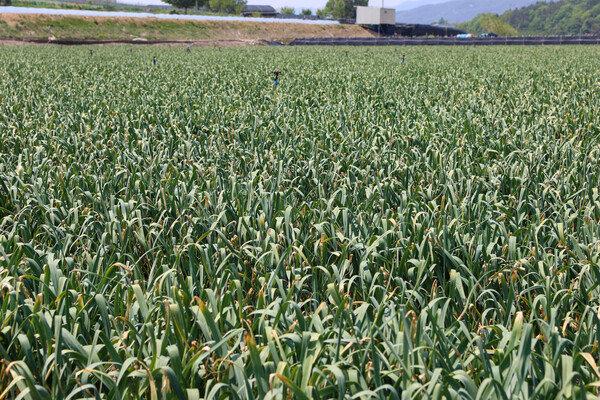 진안군, 노동력 절감 위한 마늘 스마트기계화 시범사업 추진 (마늘밭 전경) / 사진 = 진안군