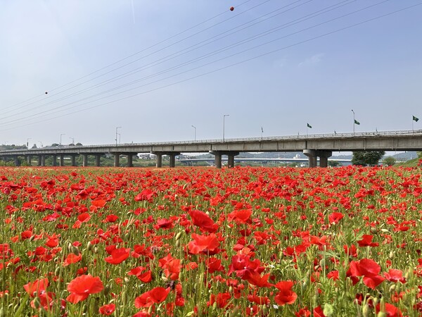 나주시가 영산강 둔치체육공원과 영산강 정원 들섬 일원 14만㎡(약 4만2천평)에 꽃양귀비 단지를 조성했다. 이 일대에선 5월 20일 전국노래자랑과 미니 정원 페스티벌, 23~25일엔 제21회 영산포 홍어·한우축제가 개최될 예정이다. / 사진 = 나주군