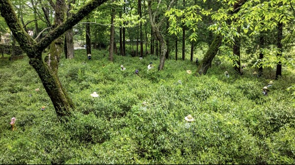 찻잎 따기 / 사진 = 순천시