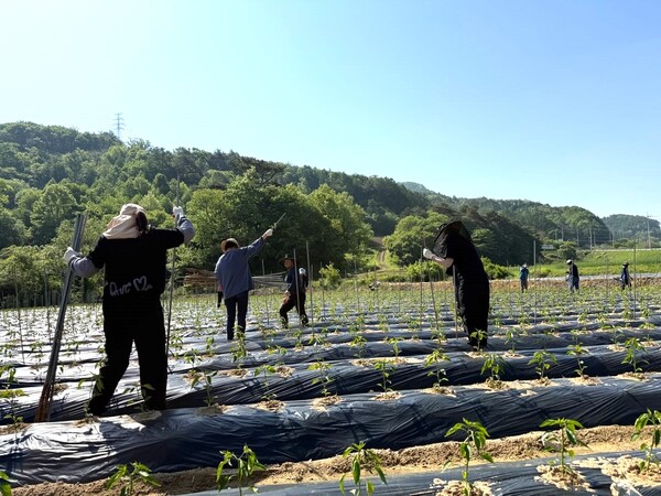 진안군 영농철 농촌일손돕기 총력 추진 / 사진 = 진안군