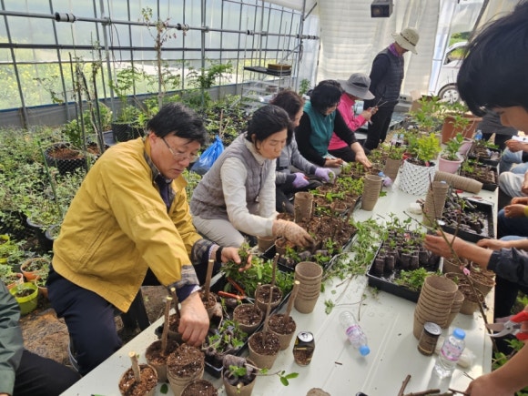 진도군농업기술센터, 꽃피는 진도 화훼연구회 수목 삽목 기술교육·현장 컨설팅 / 사진 = 진도군