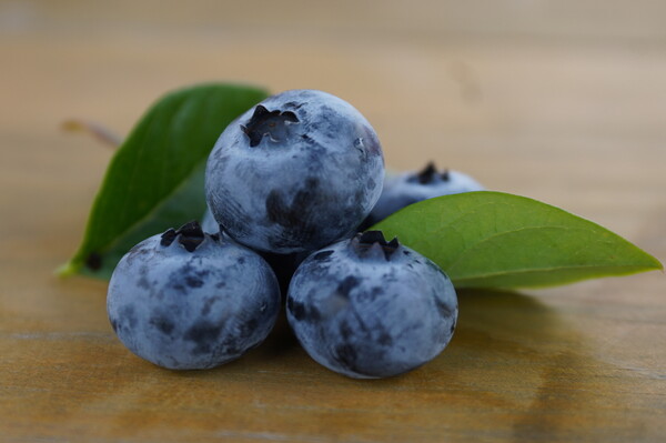 해남군 황산면 한자블루베리 농장(임주선 농가) / 사진 = 해남군