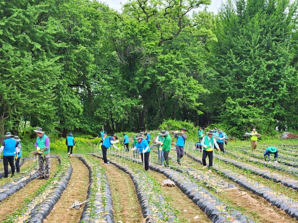 보성군, 경북 의성 산불 피해 복구에 발 벗고 나서_경북 의성군 산불 피해 복구를 위해 고추 지주대 설치 작업을 하고 있다 / 사진 = 보성군