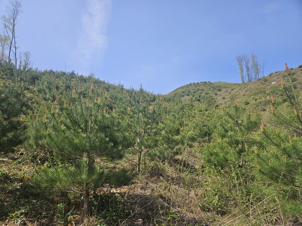 진안군, 건강한 숲을 위한 숲가꾸기사업 순항 / 사진 = 진안군