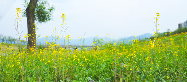 구례군, 서시천 고수부지 꽃밭 조성 / 사진=구례군