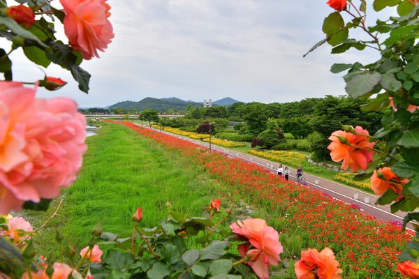 서삼장미터널에서 바라본 황룡강 꽃길 / 사진 = 장성군