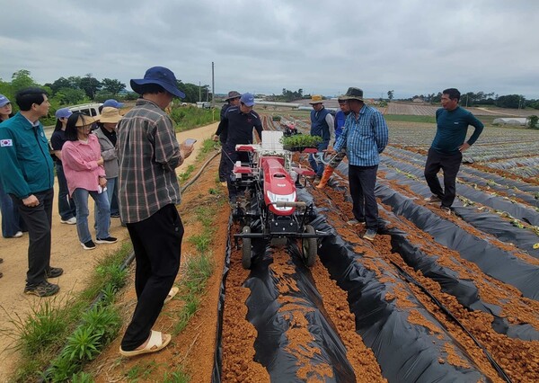 고구마 농가에서 기계정식 시연회를 실시하고 있는 모습 / 사진 = 무안군