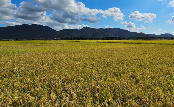 친환경벼 집적화단지(영암) / 사진 = 전라남도