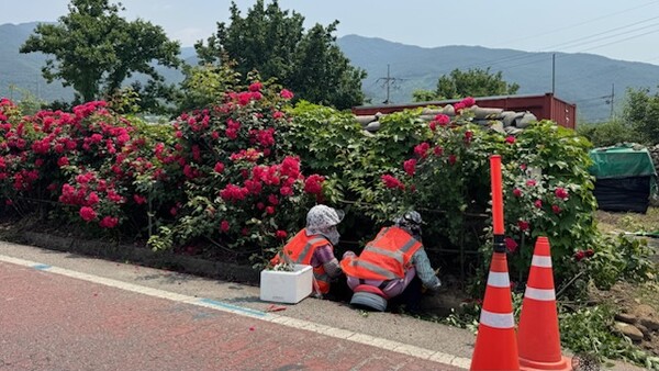 구례군 마산면, 화엄사로 일대 장미 식재 모습 / 사진 = 구례군