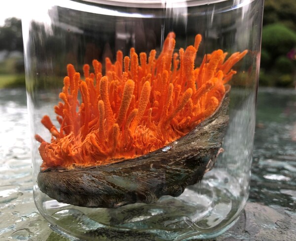 완도 전복을 배지로 활용해 배양한 동충하초 / 사진 = 완도군