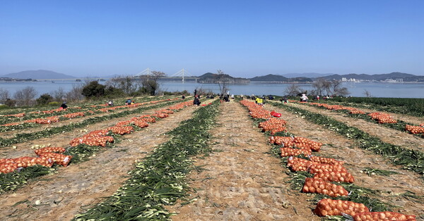 양파 소비촉진 캠페인- 수확 / 사진 = 전라남도