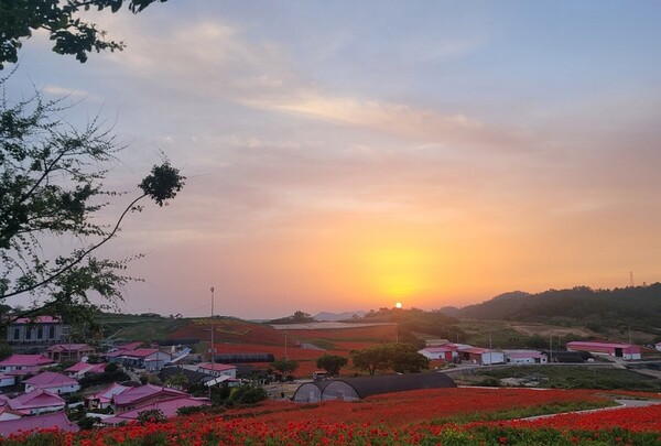 병풍도 맨드라미정원 꽃양귀비 전경 / 사진 = 신안군