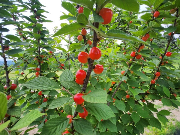 고인돌유적지 앵두 과원에 빨갛게 익은 앵두 / 사진=화순군