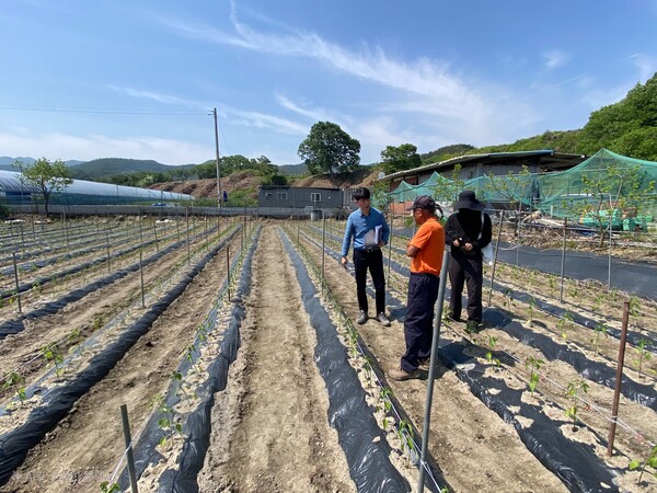 2024 여름철 영농 현장 컨설팅(고추) 장면 / 사진=화순군