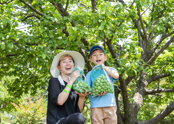 에버랜드 매실따기 / 사진=삼성물산