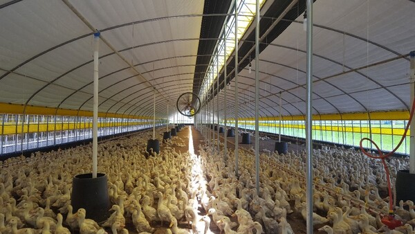 나주시가 여름철 축산분야 폭염 예방 종합대책 추진에 나선다. 사진은 나주시 관내 오리농가 모습 / 사진=나주시