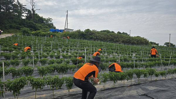 진도소방서, 농번기 맞아 일손 부족 농가에 든든한 지원군 / 사진 = 진도군