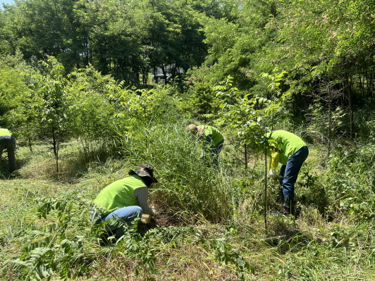 풀무원이 11일 경기도 파주시 탄현면 헤이리마을 일대 ‘풀무원 평화의 숲’에서 (사)평화의숲, 풀무원푸드앤컬처 임직원들과 함께 숲 가꾸기 사회공헌활동을 진행했다./ 사진=풀무원