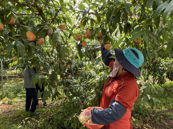 고흥군, 고품질 조생 복숭아 본격 출하 시작 / 사진 = 고흥군