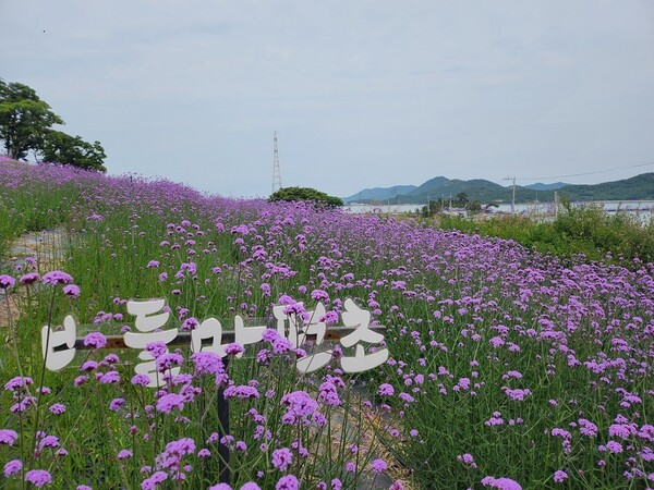 퍼플섬의 핀 버들마편초 / 사진 = 신안군
