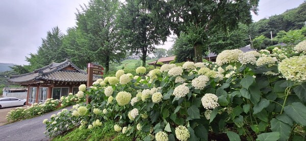 수분마을 수분공소 올라가는 길 수국밭 / 사진 = 장수군