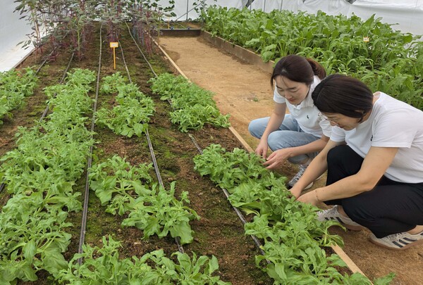 아열대채소 관리 / 사진 = 전라남도
