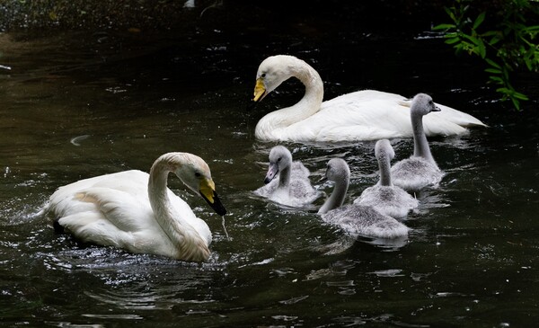 에버랜드 큰고니_아빠 날개(좌) 엄마 낙동(우) / 사진=에버랜드
