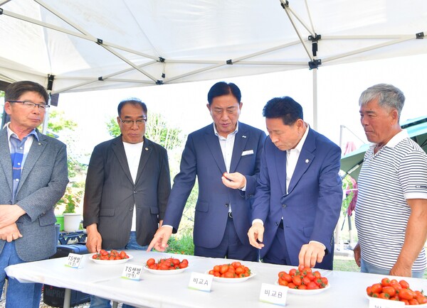 김한종 장성군수(중앙)가 신품종 방울토마토 TS샛별을 시식하고 있다 / 사진=장성군