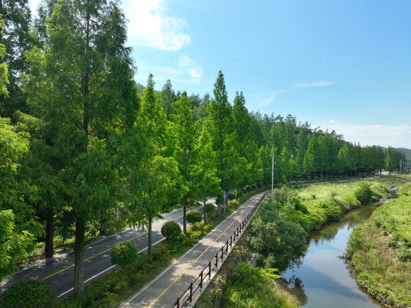 초록이 만든 여름 터널, 보성군 메타세콰이어길 / 사진 = 보성군