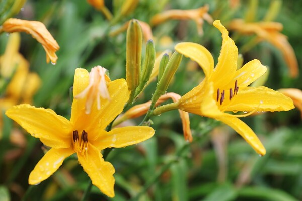 ‘2025 섬 홍도 원추리축제’ / 사진=신안군