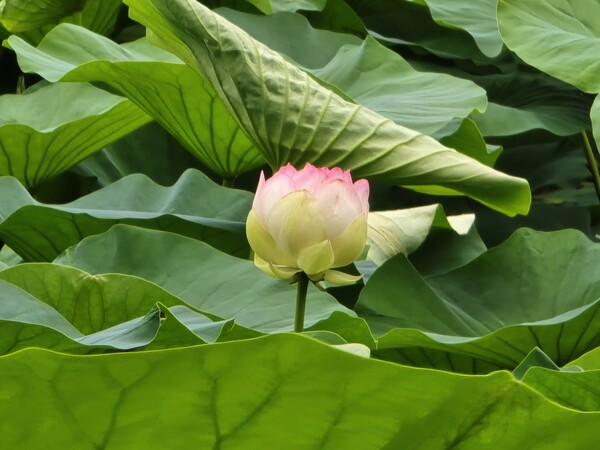 골정지 연꽃 / 사진=당진시