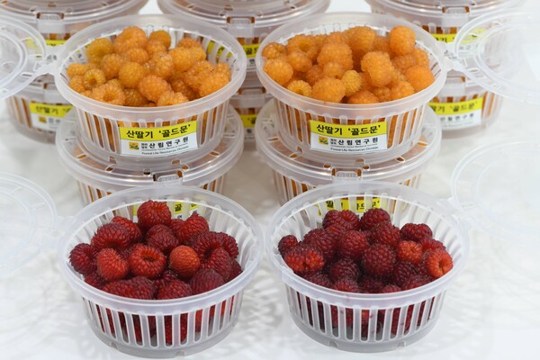 산딸기골드문 / 사진 = 전라남도