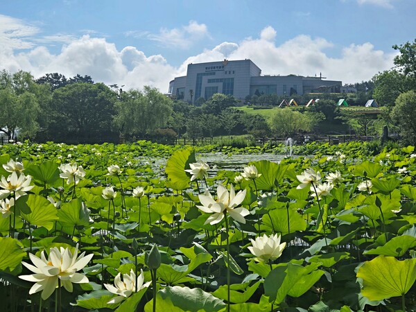 공룡박물관 연꽃 활짝 / 사진 = 해남군