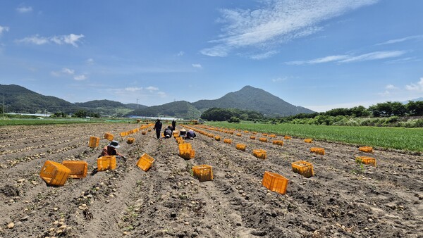 우량종자 춘향씨감자 수확 / 사진 = 남원시
