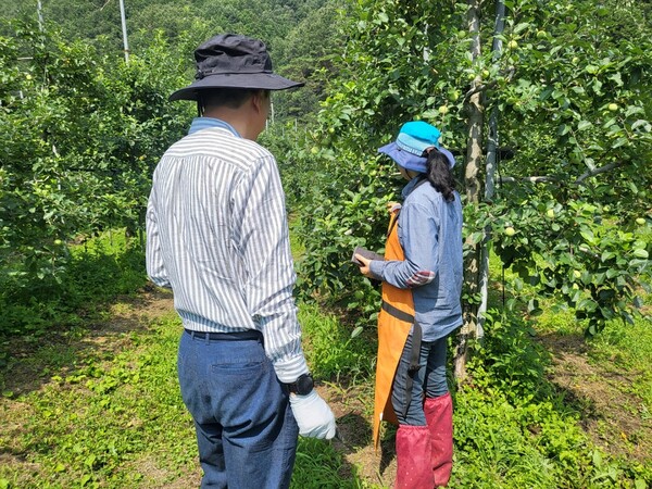 지난 9일 시 관계자들이 낙안 배 농가를 방문해 폭염 관련 물 관수 지도를 하고 있다 / 사진=순천시