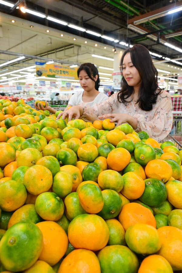 7월 13일 서울 서초구 농협유통 하나로마트 양재점에 제주도에서 생산된 감귤이 진열되어 있다 / 사진=농협유통