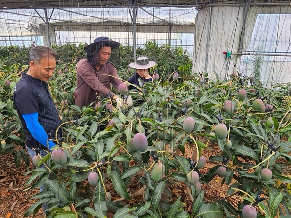 고흥군, 애플망고 수확기 맞아 고품질 생산기술 현장지도 실시 / 사진 = 고흥군