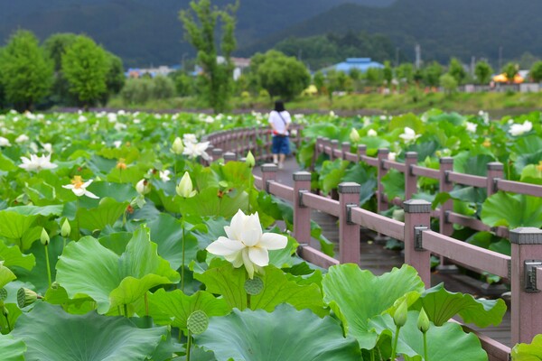 장성 황룡강 연꽃단지 / 사진=장성군