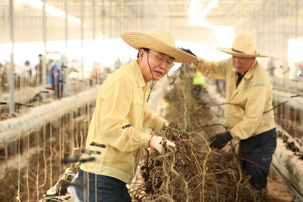 휴일을 반납한 윤병태 나주시장이 시설하우스 농가에서 수해 복구에 열중하고 있다 / 사진=나주시