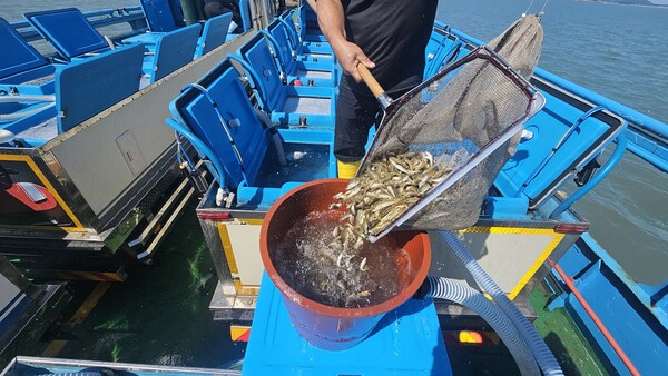 024년도 조피볼락 종자 방류 / 사진=신안군